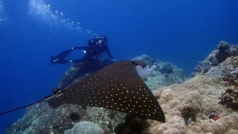 Spotted eagle ray and diver Stock Footage 257394233