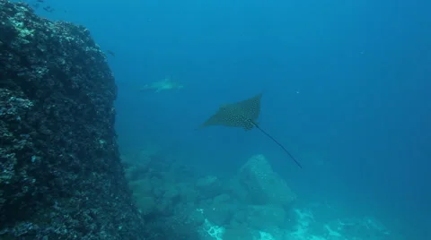 Spotted eagle ray and hammerhead sharks Video stock 42962088