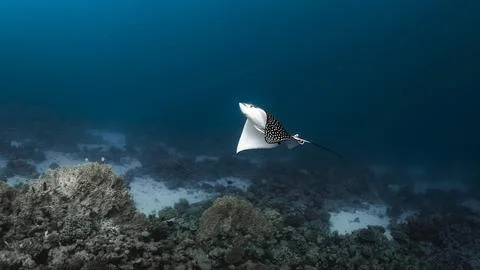 Spotted Eagle Ray in Blue Water Stock Photos