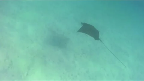 Spotted Eagle Ray Circling a Snorkeler in a Shallow Lagoon Video stock 344395743