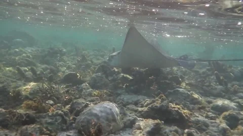 Spotted Eagle Ray, Close Encounter Stock Footage 192915284