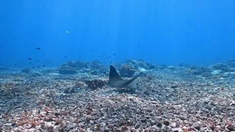 Spotted Eagle Ray feeding Stock Footage 313379082