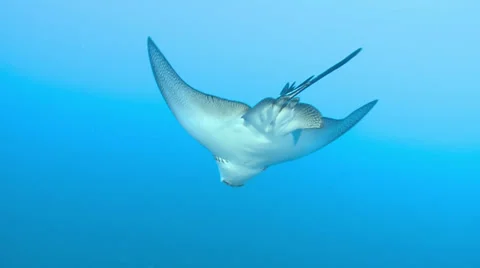 spotted eagle ray fish swims in the blu... | Stock Video | Pond5