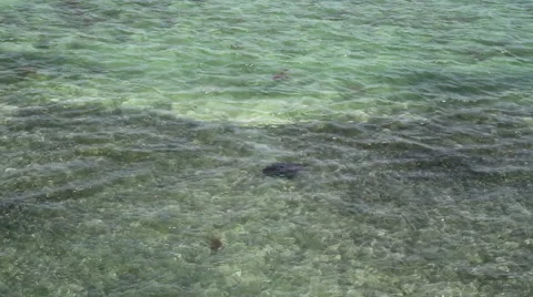 Spotted Eagle Ray Fl Keys Shot four Stock Footage 52048588