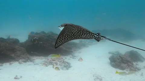 Spotted eagle ray floating above the ocean floor. Video stock 221246200