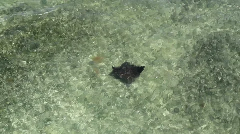 Spotted Eagle Ray Florida Keys Stock Footage 49684755