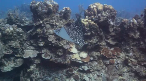 Spotted Eagle Ray 库存影片 2871572