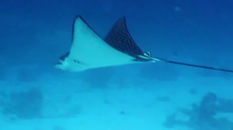 Spotted eagle ray Stock Footage 12421345