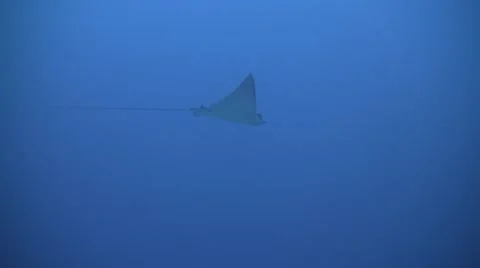 Spotted eagle ray 스톡 동영상 48063170