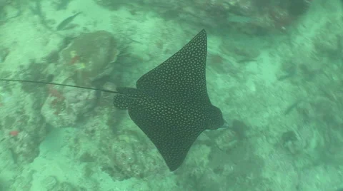 Spotted Eagle Ray Stock Footage 53370505