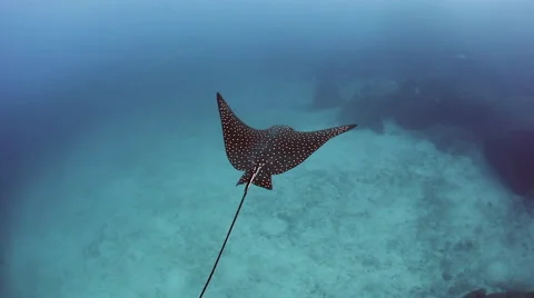 Spotted Eagle Ray Stock Footage 56504410