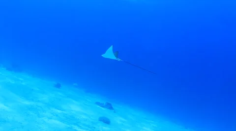 Spotted Eagle Ray Video stock 66879213