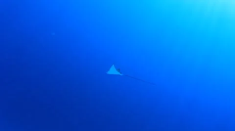 Spotted Eagle Ray 스톡 동영상 66879332