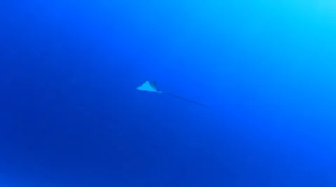 Spotted Eagle Ray Stock Footage 66879440