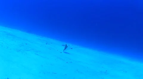 Spotted Eagle Ray 스톡 동영상 66879740
