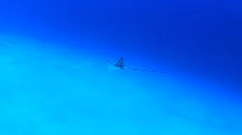 Spotted Eagle Ray 스톡 동영상 66879988