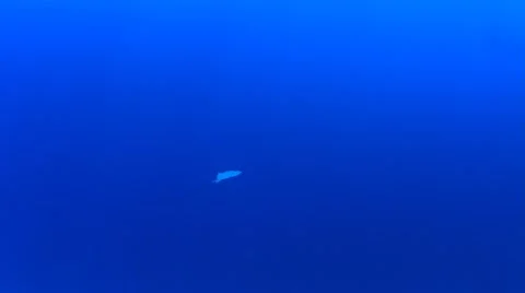 Spotted Eagle Ray Vídeo Stock 66880150