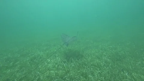 Spotted Eagle Ray Stock-Footage 85032955