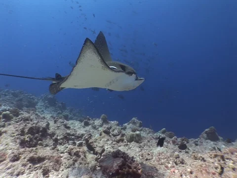 Spotted Eagle Ray Stock Footage 98478441