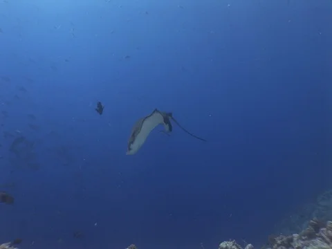 Spotted Eagle Ray Stock Footage 98478455
