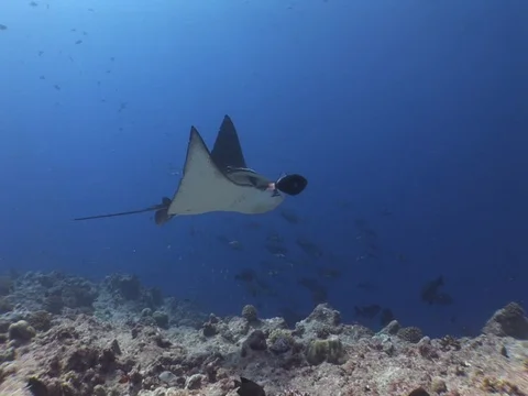 Spotted Eagle Ray Stock Footage 98478492