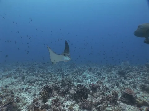 Spotted Eagle Ray Stock Footage 98478520