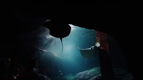 Spotted Eagle Ray Stock Footage 148543877