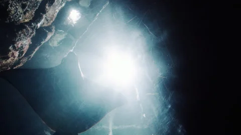 Spotted Eagle Ray Stock Footage 148544011