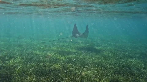 Spotted Eagle Ray Glides Over Seagrass in the British Virgin Islands Stock Footage 304811170
