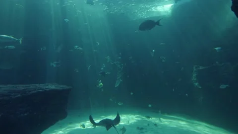 Spotted Eagle Ray glides past window in nature design aquarium habitat Stock Footage 221558149