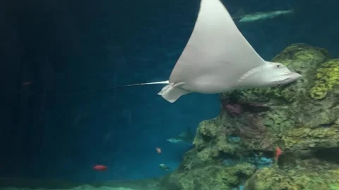 Spotted eagle ray glides past a submerged rock Stock Footage 273180448