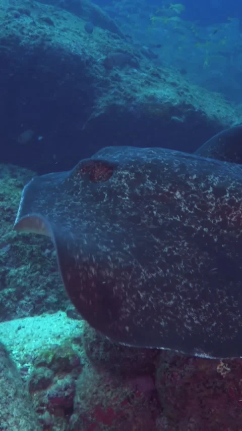 Spotted Eagle Ray Glides Serenely in Waters off Costa Rica Stock Footage 327097783