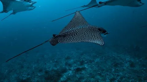 Spotted Eagle Ray Gliding in Formation Stock Photos
