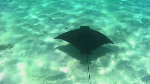 Spotted Eagle Ray Gliding Over Sandy Bottom in Las Cabanas, Red Sea, Egypt Stock Footage 340605712