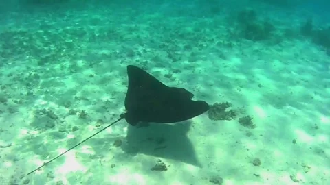 Spotted Eagle Ray Gliding Over Sandy Bottom in Las Cabanas, Red Sea, Egypt Stock Footage 340605713
