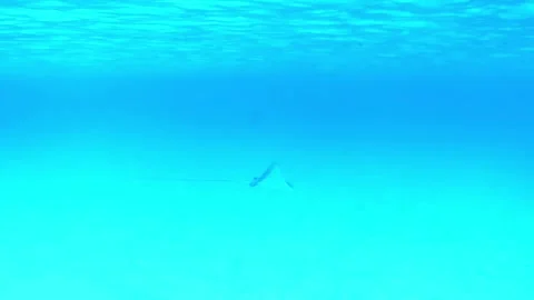 Spotted Eagle Ray Gliding Through Sunlit Sandy Lagoon, Red Sea 4K Stock Footage 339491445