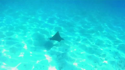 Spotted Eagle Ray Gliding Through Blue Water in Las Cabanas Lagoon, Red Sea, Egy Stock Footage 340751091