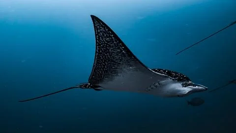 Spotted Eagle Ray Gliding Through Deep Blue Stock Photos