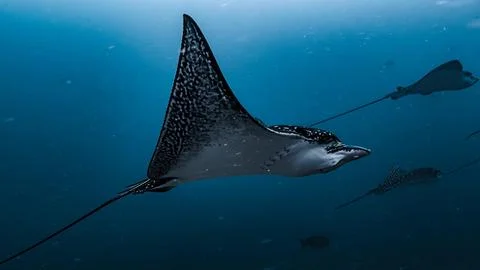 Spotted Eagle Ray Gliding Through Deep Blue Stock Photos