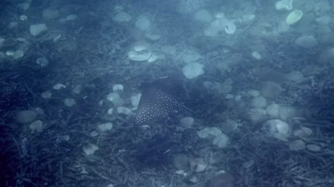 Spotted eagle ray gracefully swim through the vibrant coral reefs Stock Footage 250641390