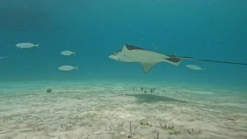 Spotted eagle ray happy smiling in marine life scenery with tropical fish 4K Video stock 219814301