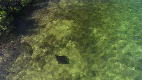 Spotted Eagle Ray looking for food along a mangrove channel aerial drone footage Stock-Footage 130755475