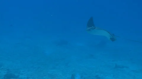 Spotted eagle ray marine life Stock Footage 2819409