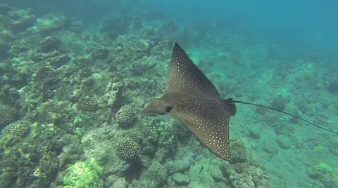Spotted Eagle Ray: Maui 스톡 동영상 40412209