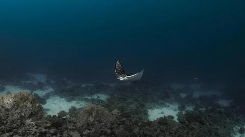 Spotted Eagle Ray Over Coral Reef Stock Photos