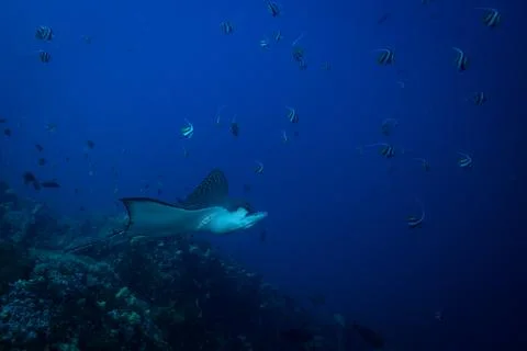 Spotted eagle ray Stock Photos
