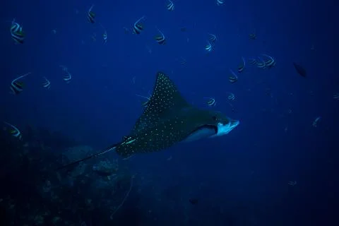 Spotted eagle ray Stock Photos
