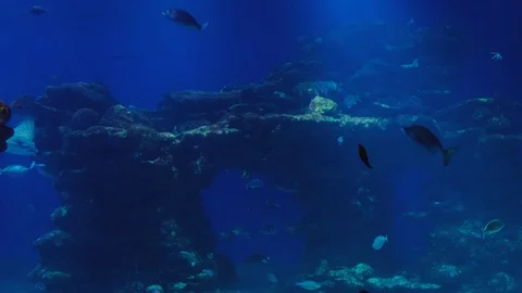 Spotted eagle ray. Red Sea Video stock 129460637