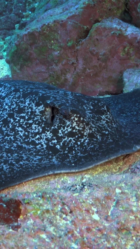 Spotted Eagle Ray Resting on the Ocean Floor in Costa Rica Stock Footage 327097922