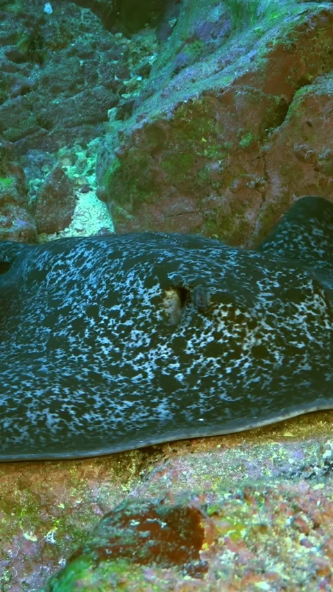 Spotted Eagle Ray Serenity In The Pacific Ocean of Costa Rica Stock Footage 327097963